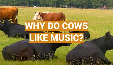 Why Do Cows Like Music and Other Cow-Related Conundrums